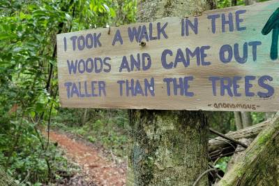 Jungle forest trails for wandering, Balance Point Wellness Belize, Bullet Tree Falls